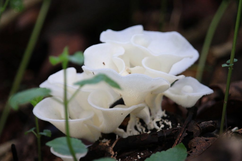 Favolus brasiliensis, a bracket fungi. This soft white mushroom is growing out of a decaying log.