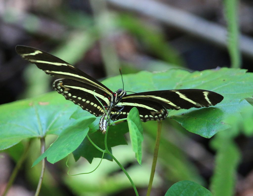 Zebra longwing laying eggs on passionflower vine.