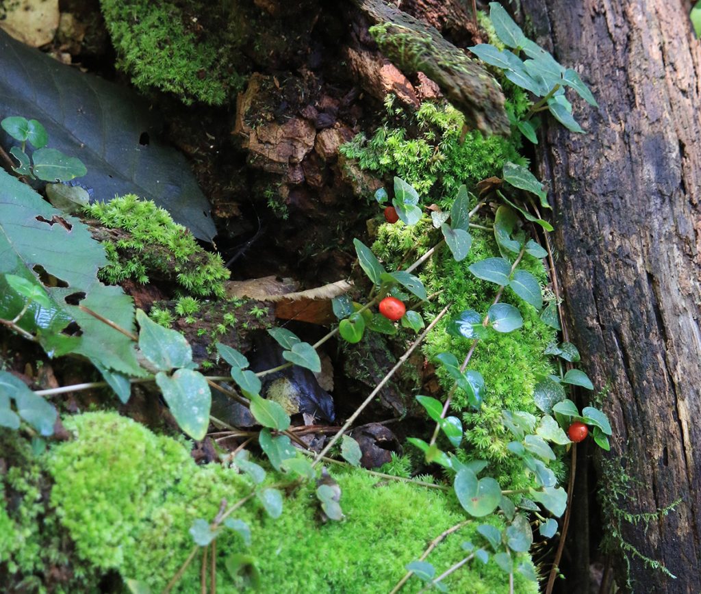 Partridgeberry (Mitchella repens) spreads over a moss covered log.