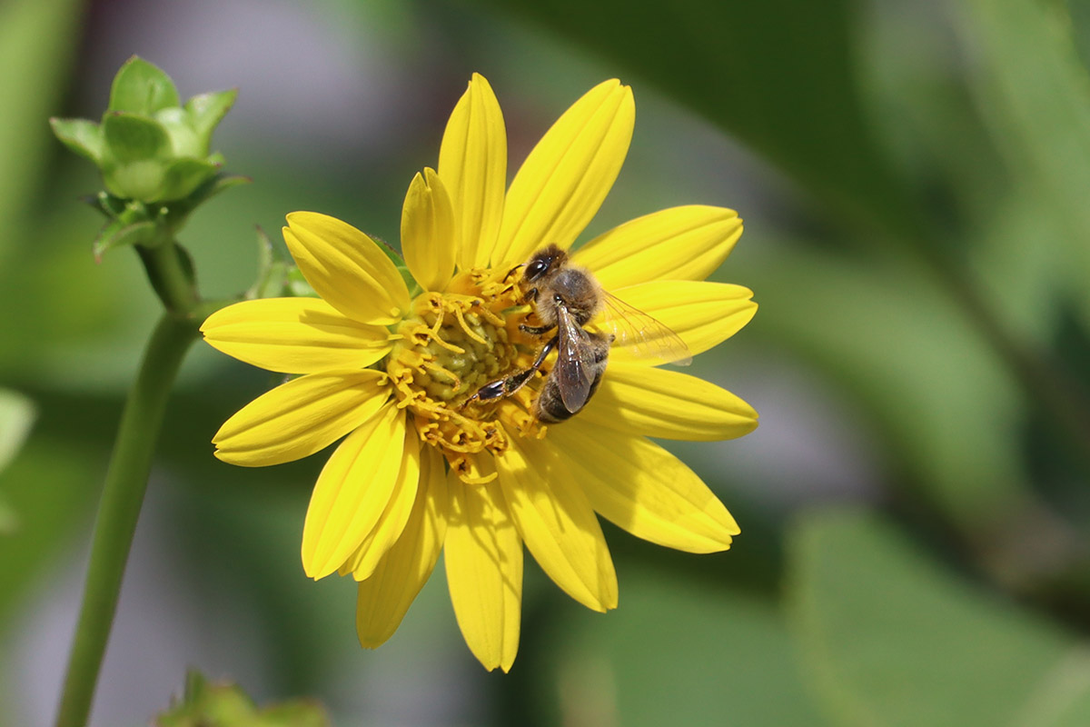 Eastern honeybee on rosinweed.