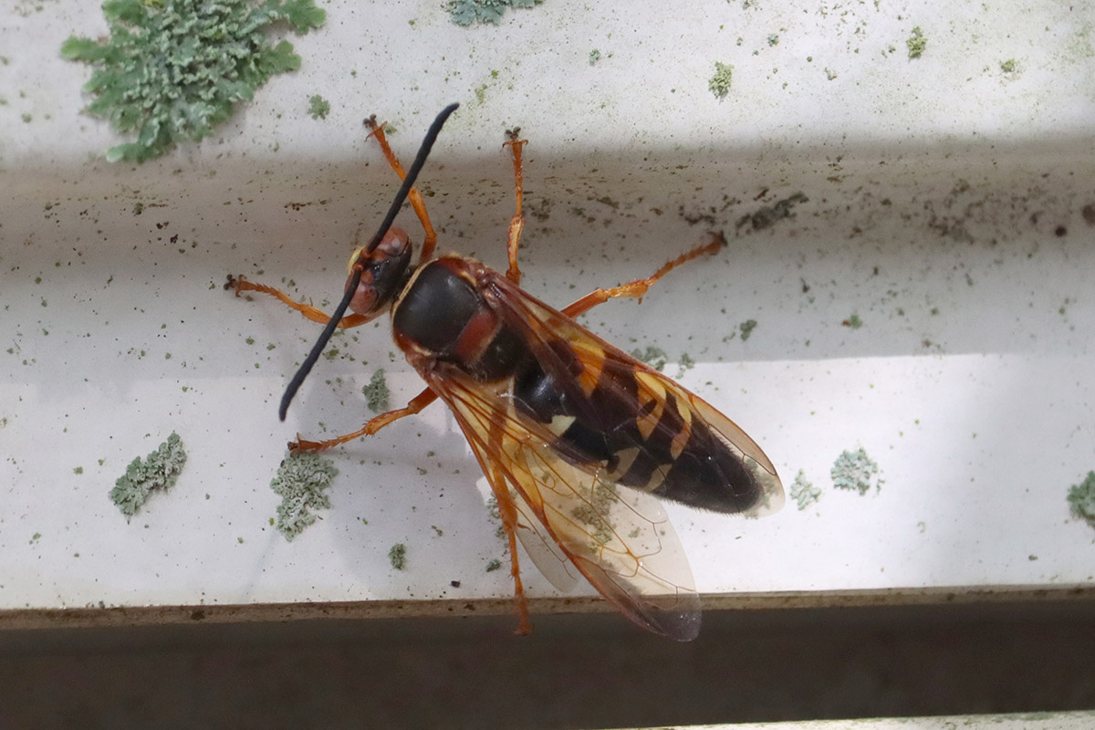 Cicada killer wasp (Sphecius speciosus)
