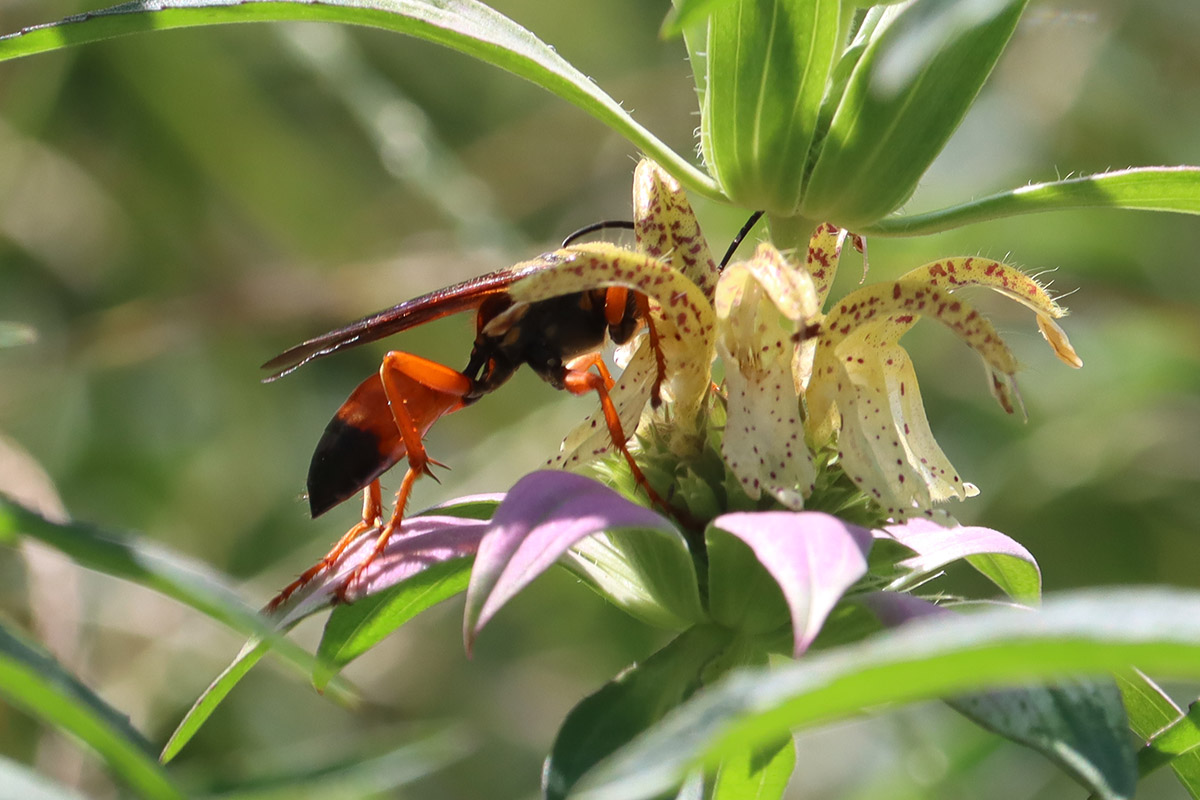 Great golden digger wasp (Sphex ichneumoneus) visits spotted beebalm.