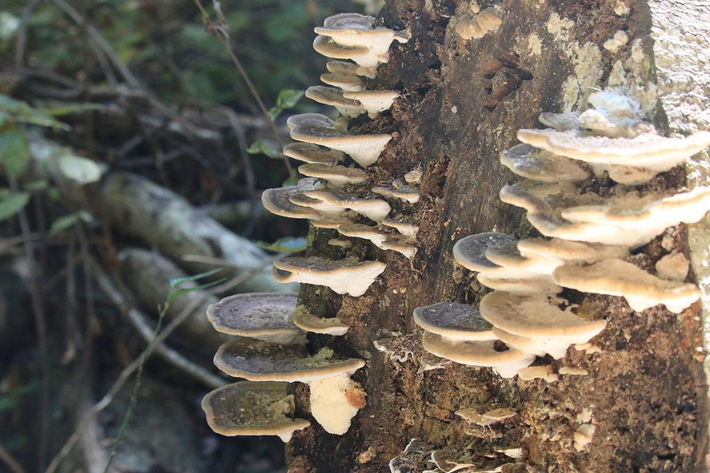 Polypore mushroom, likely in the genus Ganoderma.