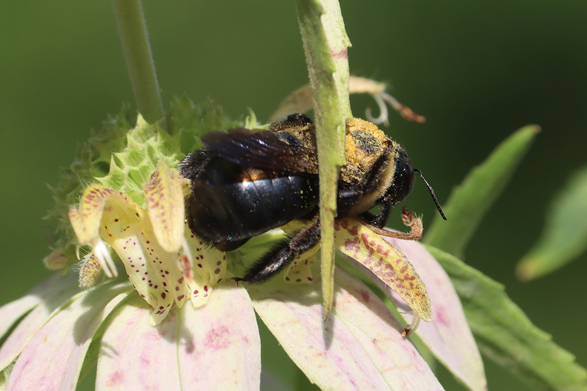 Carpenter bee on dotted horsemint.