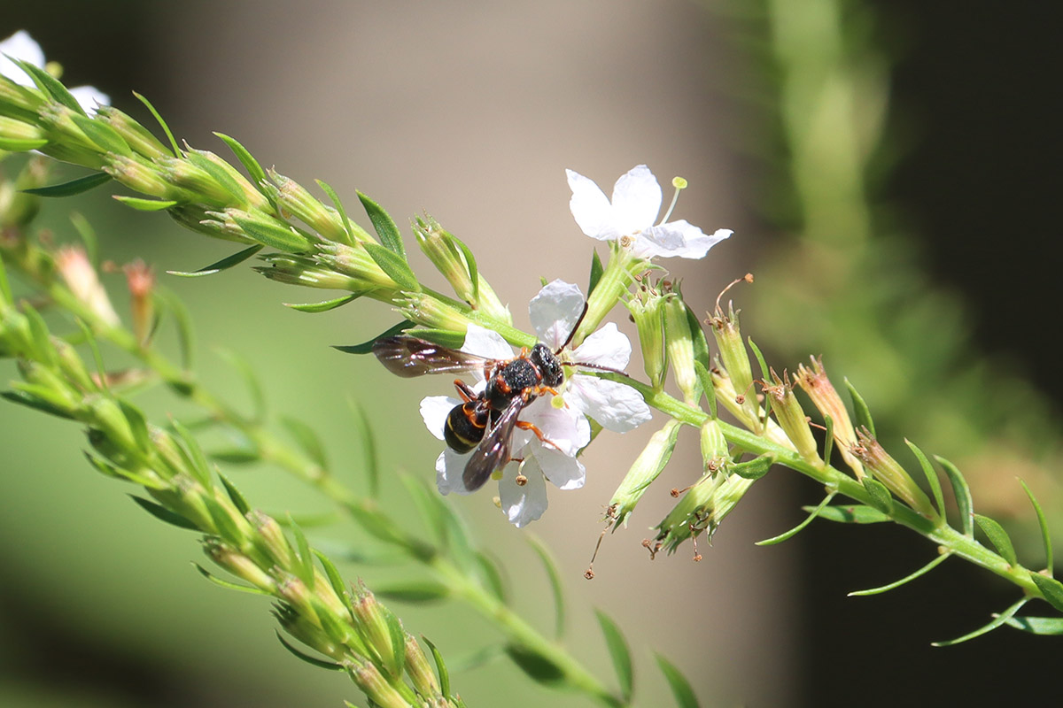 Fervid nomad bee (Fervida nomada) on winged loosestryfe.