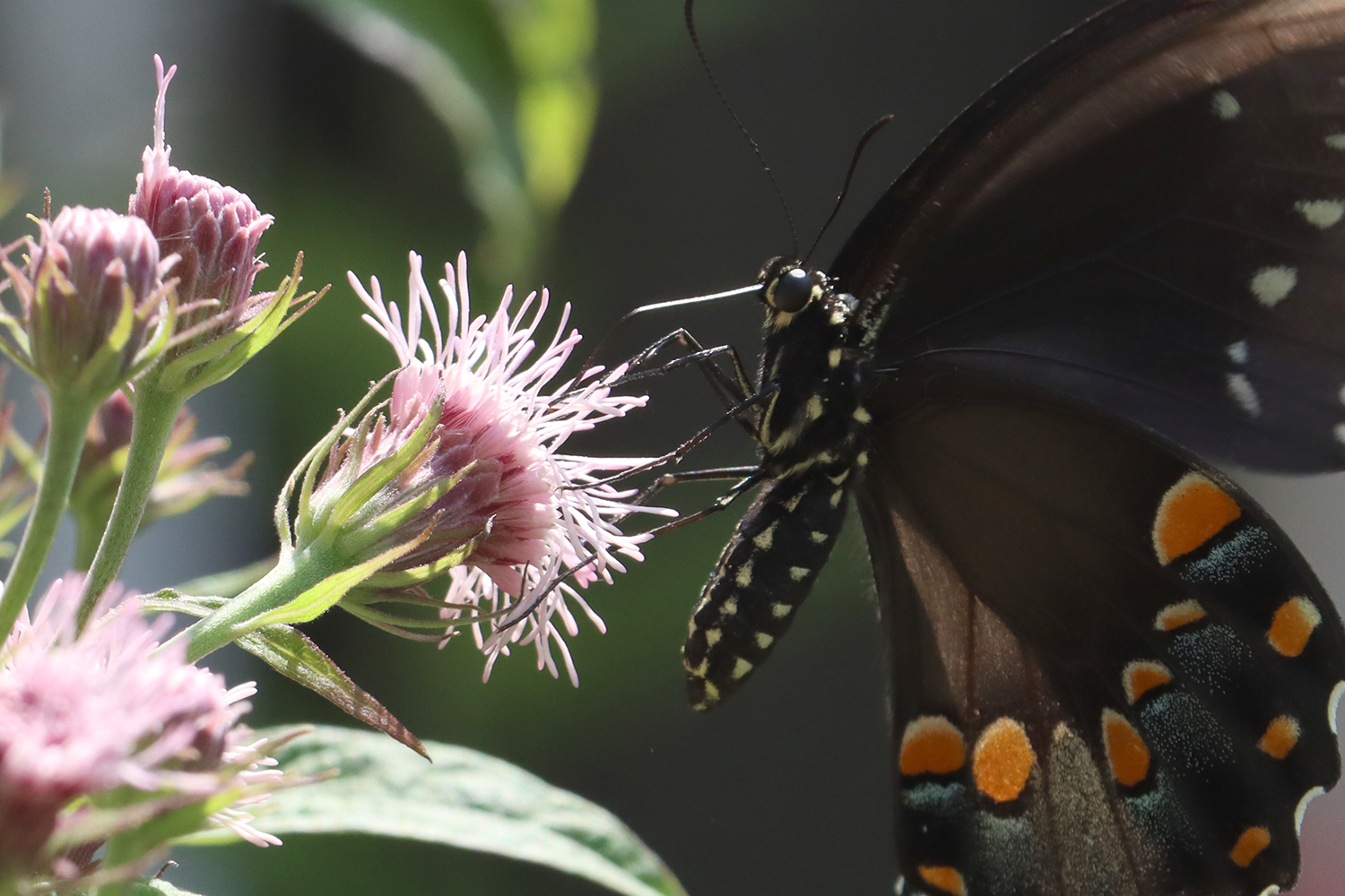 Spicebush swallowtail (Papilio troilus) on Brickellia