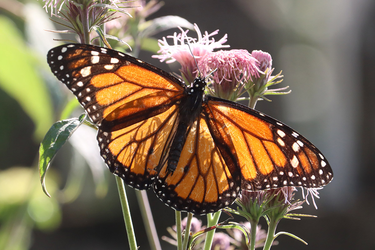 Monarch butterfly with scratched up wings.