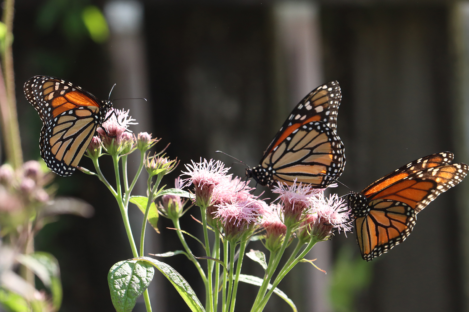 Three monarch butterflies on Brickellia.