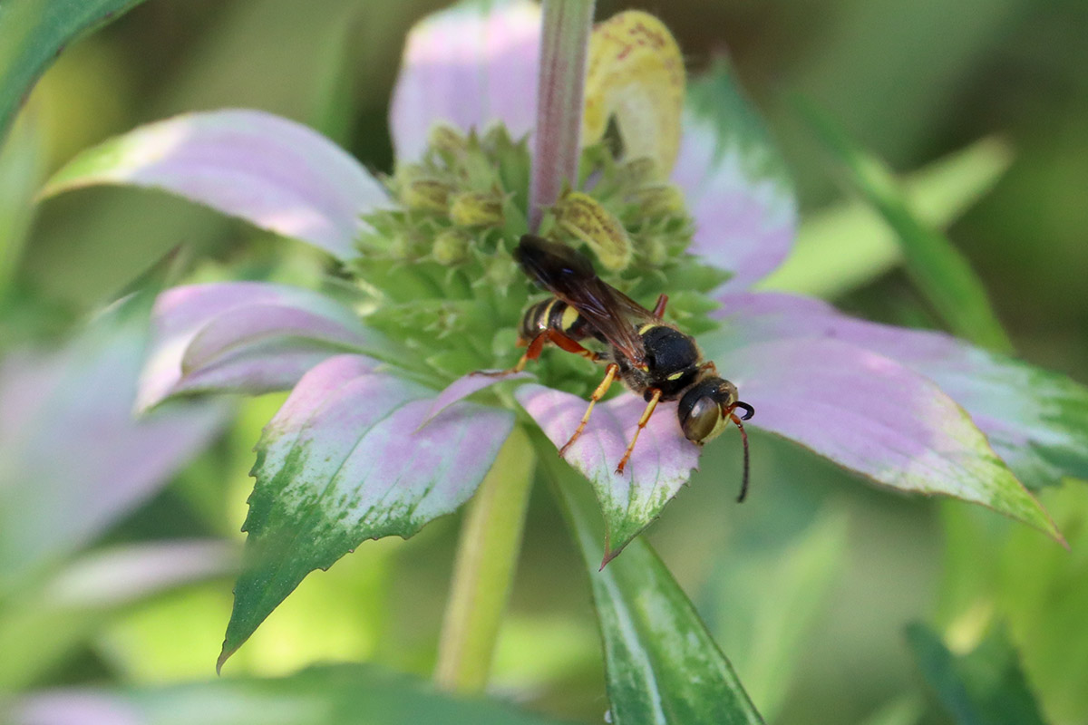 Typical weevil wasps and allies (genus Cerceris) on beebalm.