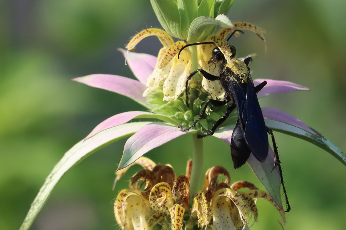 Big black digger wasp (Sphex pensylvanicus) on spotted beebalm.