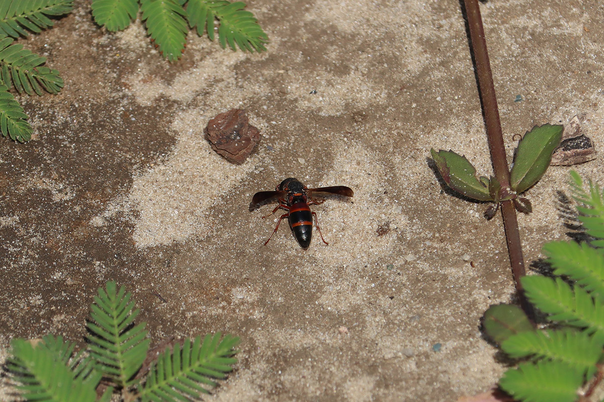 Red-marked pachodynerus wasp (Pachodynerus erynnis) digs at soil.