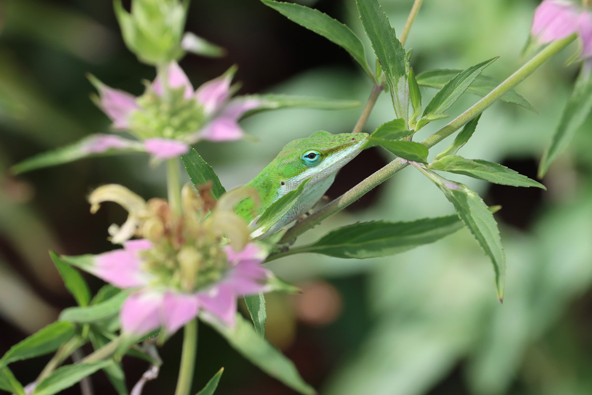 Green anole waits on beebealm.