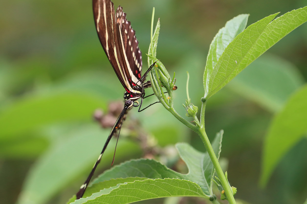 Zebra longwing lays egg on passionvine growing tip.
