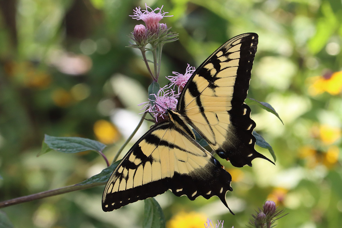 Tiger swallowtail butterfly (Papilio glaucus) on Brickellia.