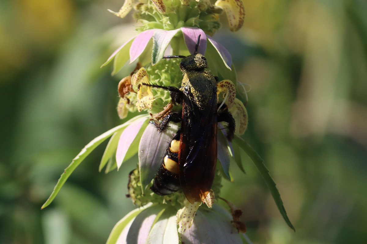 Large four-spotted scoliid wasp (Pygodasis quadrimaculata) on beebalm. 