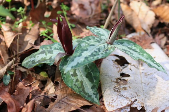 Underwood's trillium (Trillium underwoodii) in bloom, a crimson flower and three mottled green leaves.