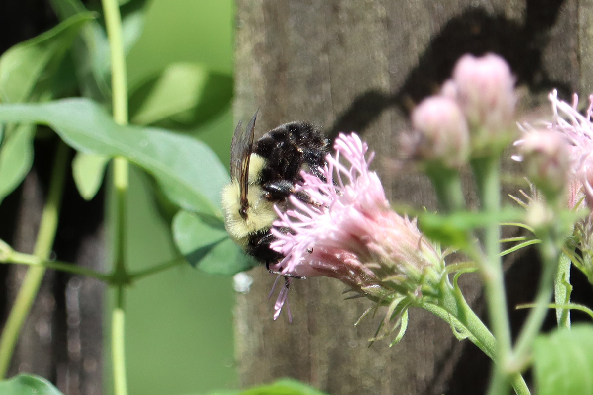 Common eastern bumblebee on Brickellia.