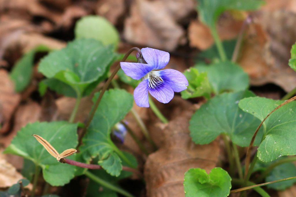 Common blue violet (Viola sororia).