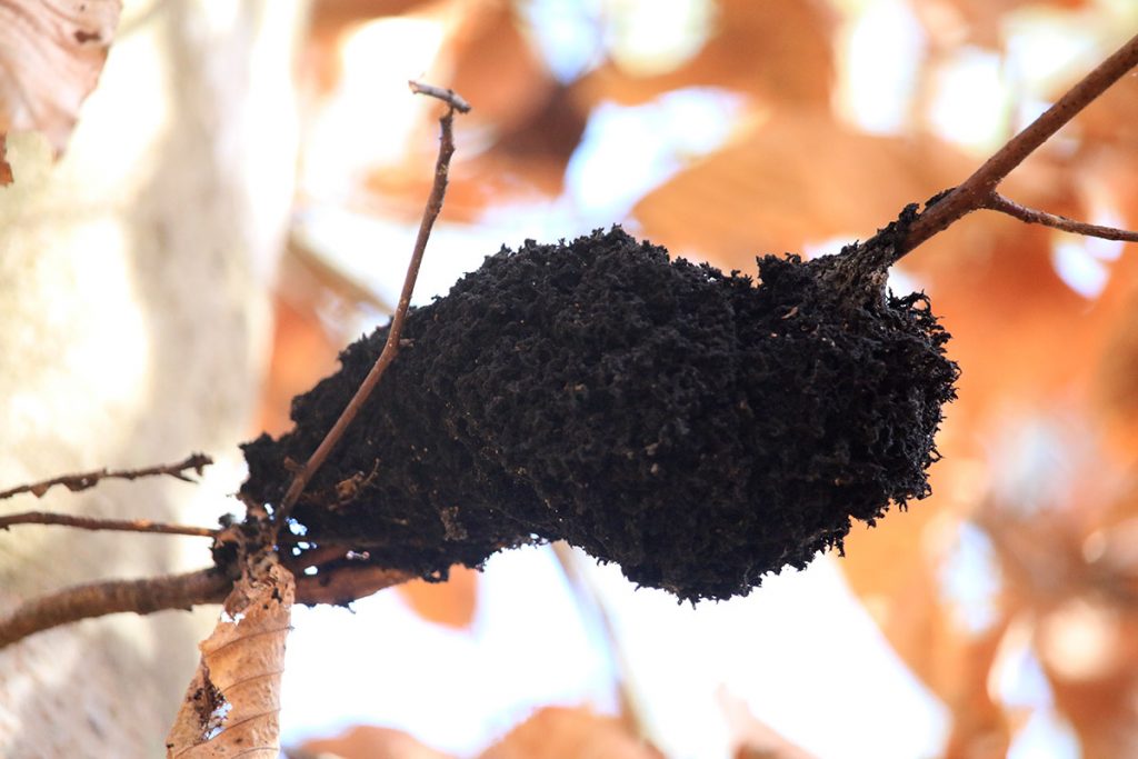 Honeydew eater (Scorias spongiosa), which looks like a black mass of soil, on a beech tree branch. January 2021.