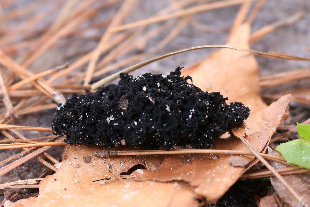 A clump of honeydew eater (Scorias spongiosa) on the ground.