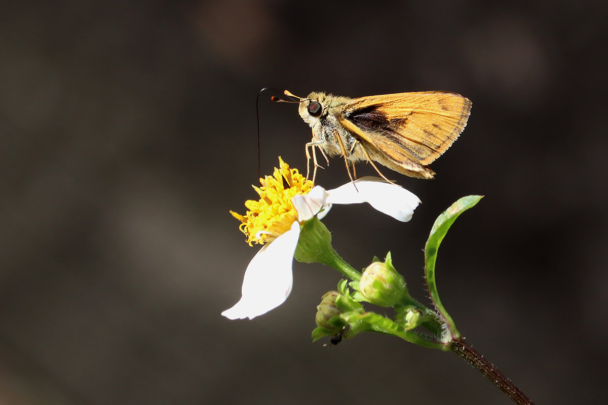 Best first guess- whirlabout (Polites vibex) on Bidens alba.