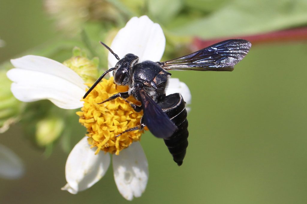 Coelioxys dolichos, a cuckoo bee in the Megachilidae family.