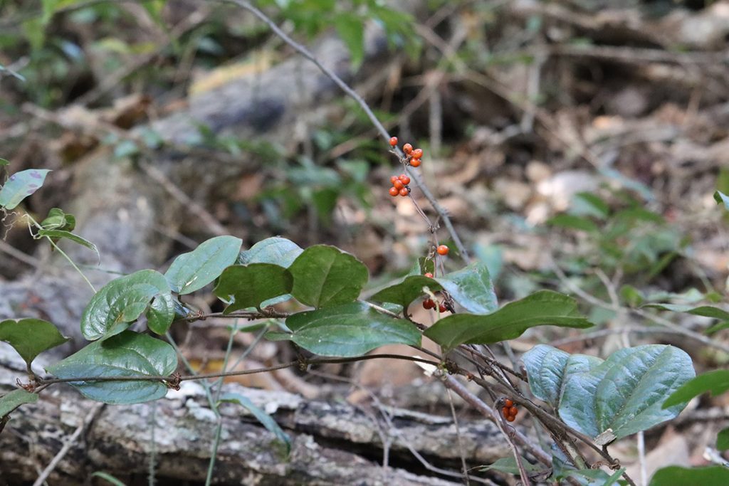 Sarsaparilla vine (Smilax pumila), a plant found in both slope forest and upland hardwood forest habitats. Timberlane Ravine, October 2022.