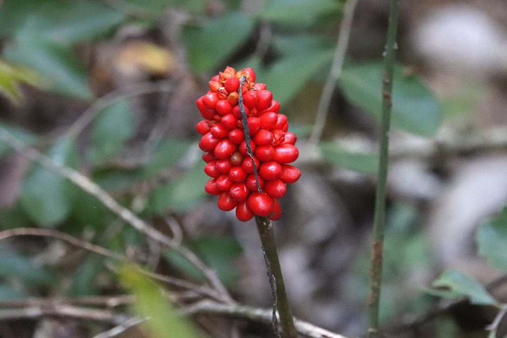 A cluster of red seeds on a stalk. This is s seedhead from a wildflower in the Arisaema genus- jack in the pulpits and cobra lilies.