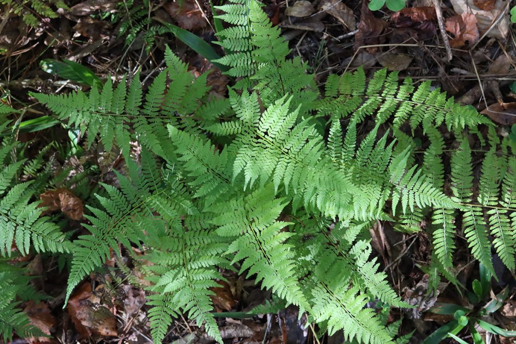 Southern lady fern (Athyrium asplenioides)