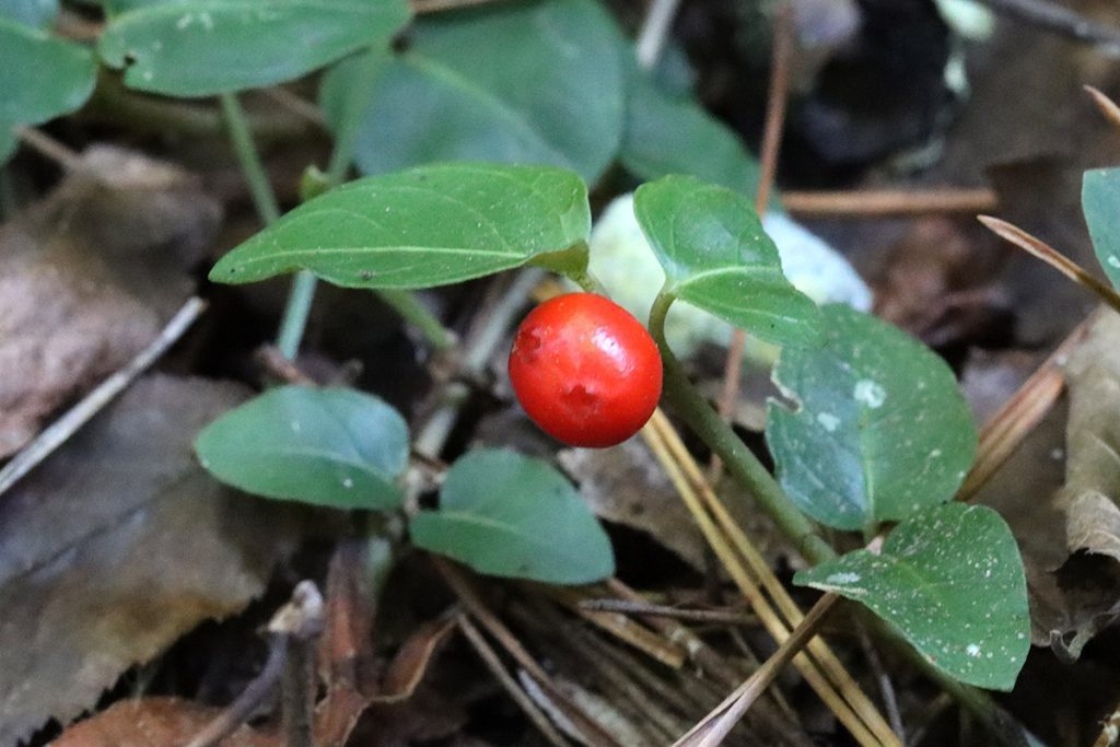 A single partridgeberry.