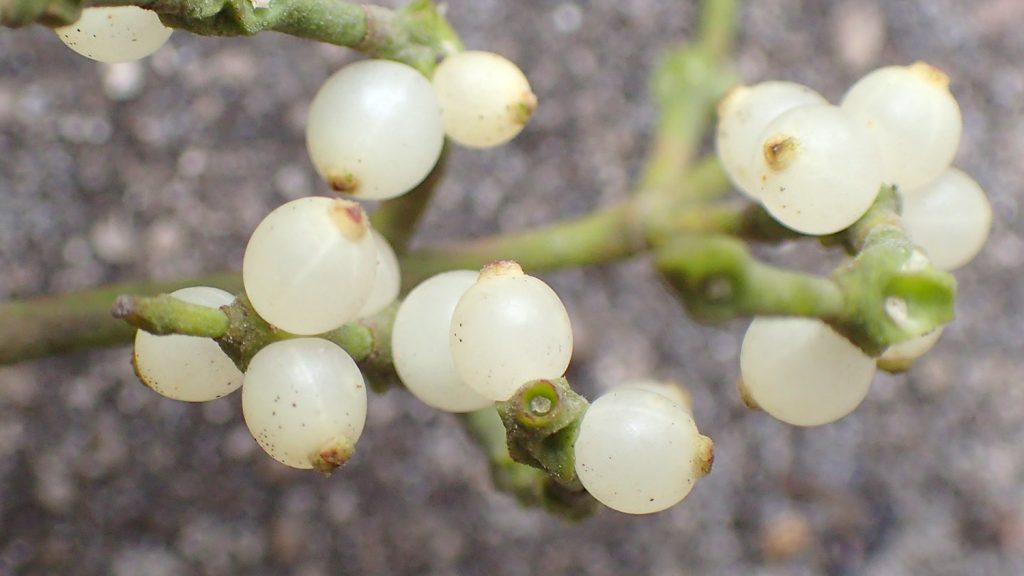 The white berries of a mistletoe plant.
