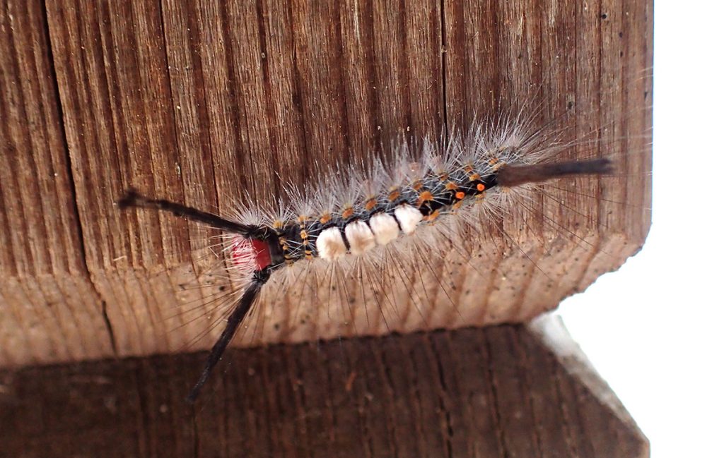 White marked tussock moth caterpillar (Orgyia leucostigma)