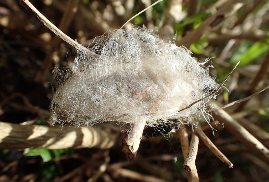 A white fuzzy cocoon- a tussock moth cocoon under a leaf.