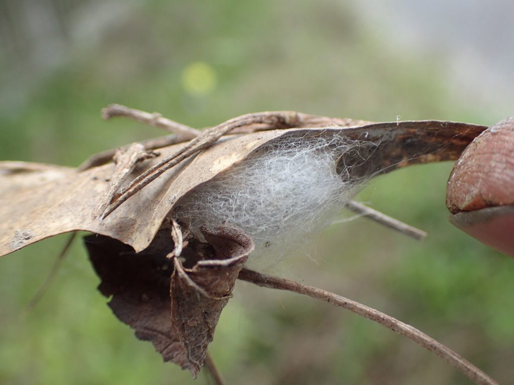 Moth cocoon under a leaf.