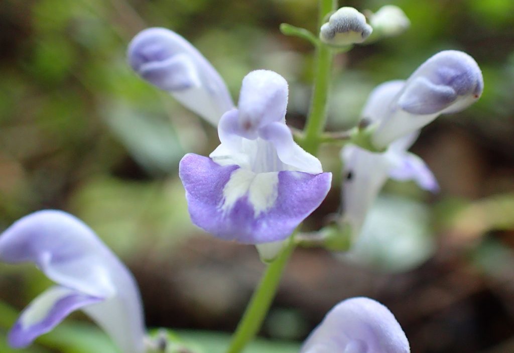 The purple flower of Mellichamp's skullcap (Scutellaria mellichampii), a member of the mint family.