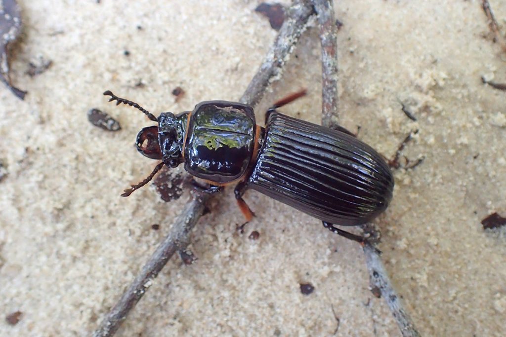 The shiny black horned passalus beetle (Odontotaenius disjunctus)