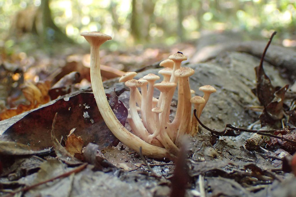 Ringless Honey Mushroom (Desarmillaria caespitosa) growing out of dead wood.