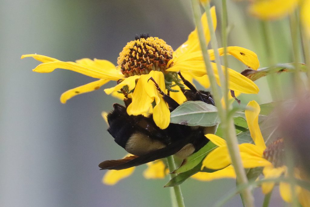 This southern plains bumblebee spent the night sleeping under a narrowleaf sunflower, a fall blooming plant.
