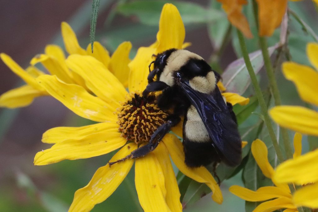 Southern plains bumblebee (Bombus fraternus) visits a narrowleaf sunflower.