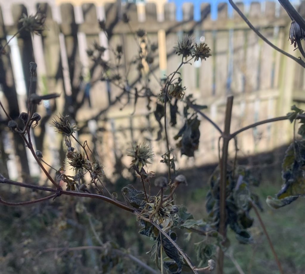 Bidens alba shrub killed by cold.