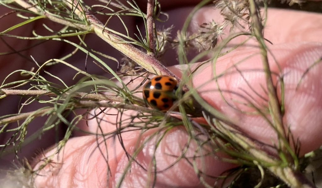 The terrible and prolific invasive Asian lady beetle, on dog fennel.