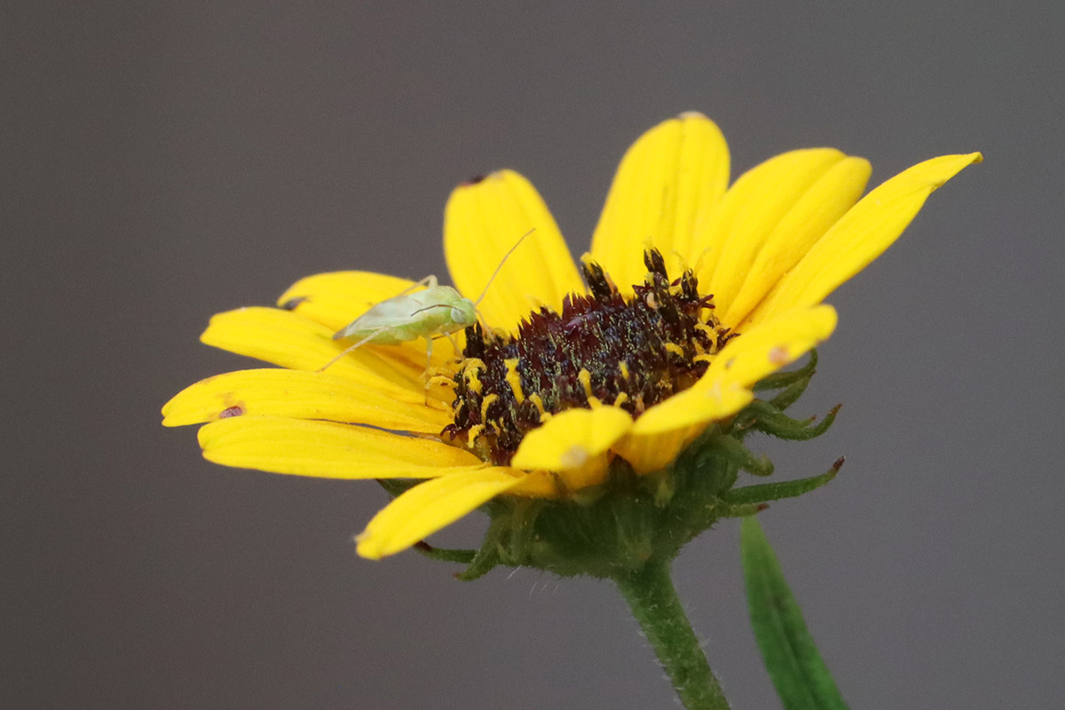 Broken-backed bug on narrowleaf sunflower.