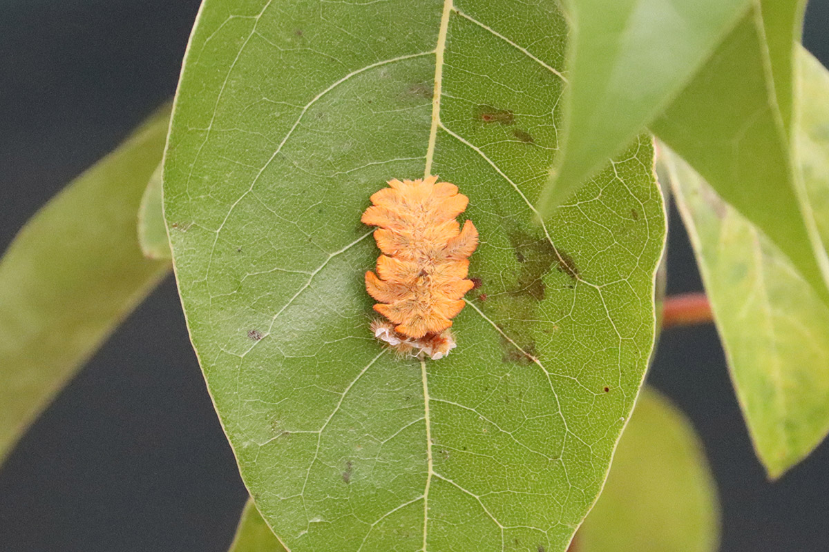 Hag moth (Phobetron pithecium) caterpillar.