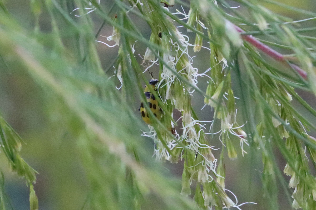 Likely a spotted cucumber beetle (Diabrotica undecimpunctata) in dog fennel flowers.