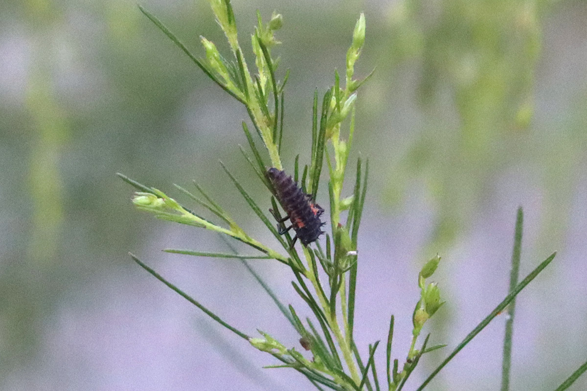Asian lady beetle larvae in dog fennel.