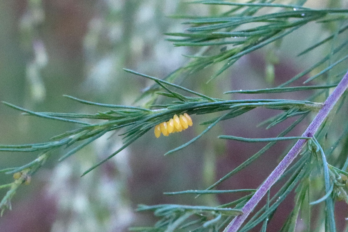 Lady beetle eggs on dog fennel.