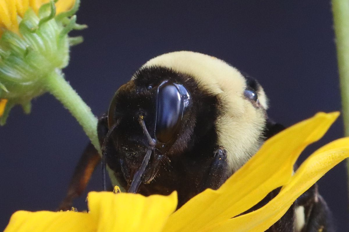 Southern plains bumblebee (Bombus fraternus) on narrowleaf sunflower.