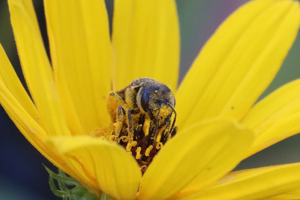 Pollen covered Poey's furrow bee on narrowleaf sunflower.