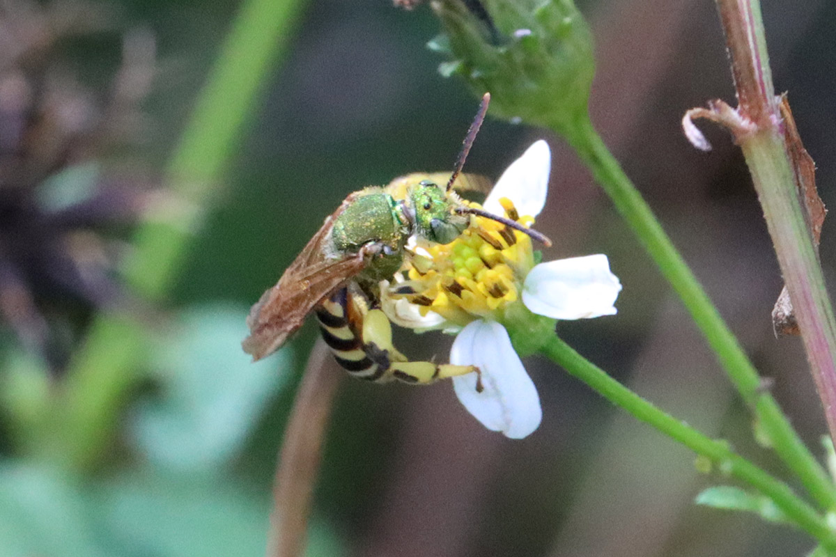 Male Brown-winged striped sweat bee on Bidens alba.