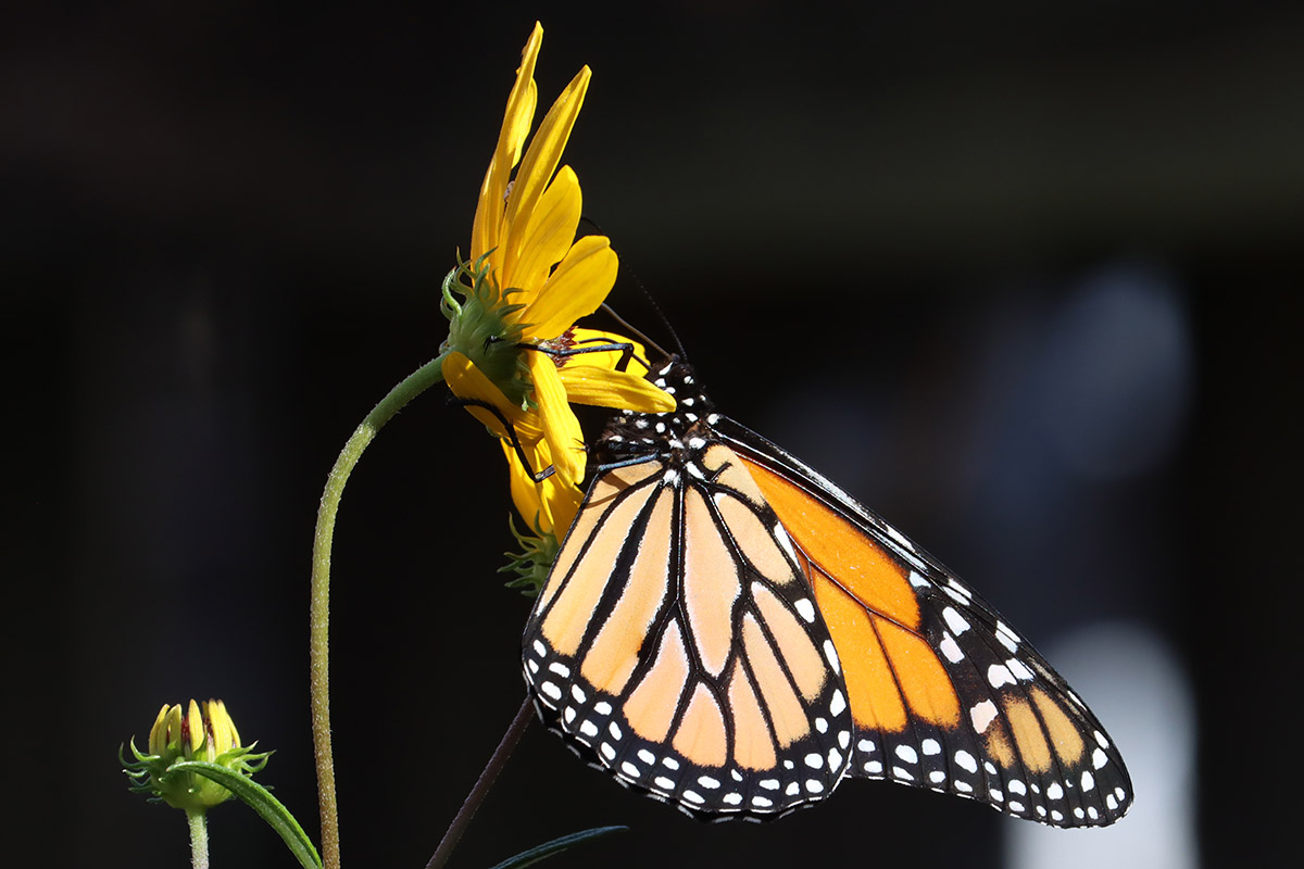 Monarch on narowleaf sunflower.